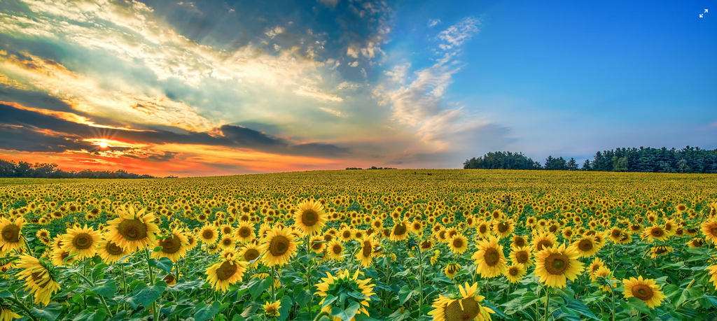 A Comprehensive Guide to Sunflower Care