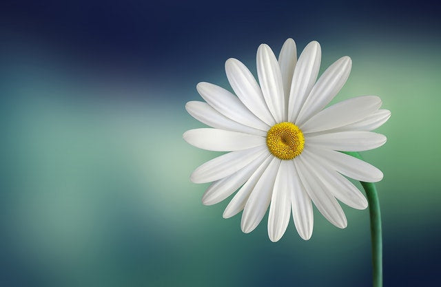 Daisy Flowers Meaning and Myth