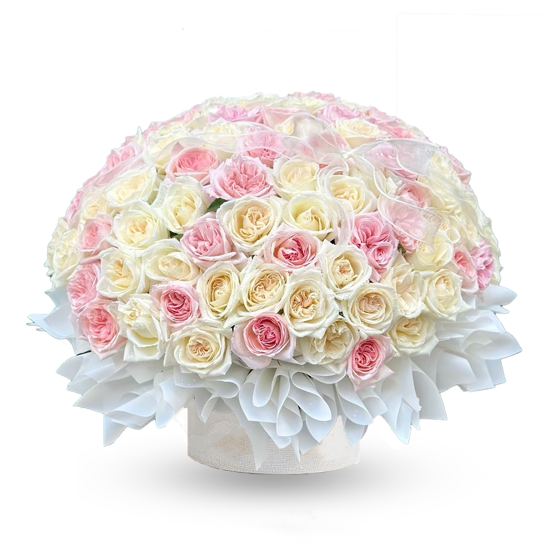 "Sugar Baby" 100 White and Pink Roses in Box